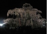 三春滝桜2010ﾀﾞｲｼﾞｪｽﾄ4.24　2010 Miharu waterfall cherry blossoms digest